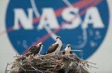 A family of Osprey are seen outside the NASA Kennedy Space Center Vehicle Assembly Building (VAB) in Cape Canaveral, Fla. on Thursday, May 13, 2010. The countdown is on for Friday's scheduled launch of space shuttle Atlantis on its STS-132 mission. At NASA's Kennedy Space Center in Florida, technicians at Launch Pad 39A continue preparations for the liftoff at 2:20 p.m. EDT. The rotating service structure will be moved away from the spacecraft at 5:30 p.m. today. Photo Credit: (NASA/Bill Ingalls)