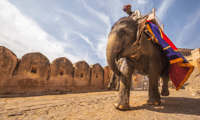 Travel + Displeasure | Amber Palace Jaipur India Elephant